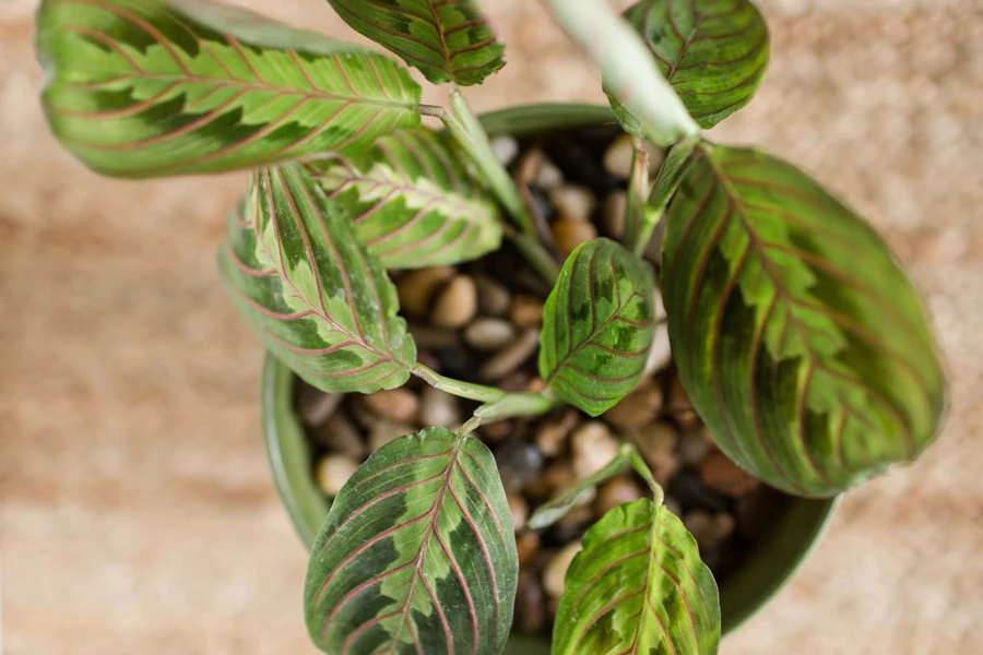 Prayer Maranta plant in bright natural light