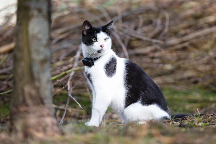 Small Cat Wearing Gps Tracker Outdoors