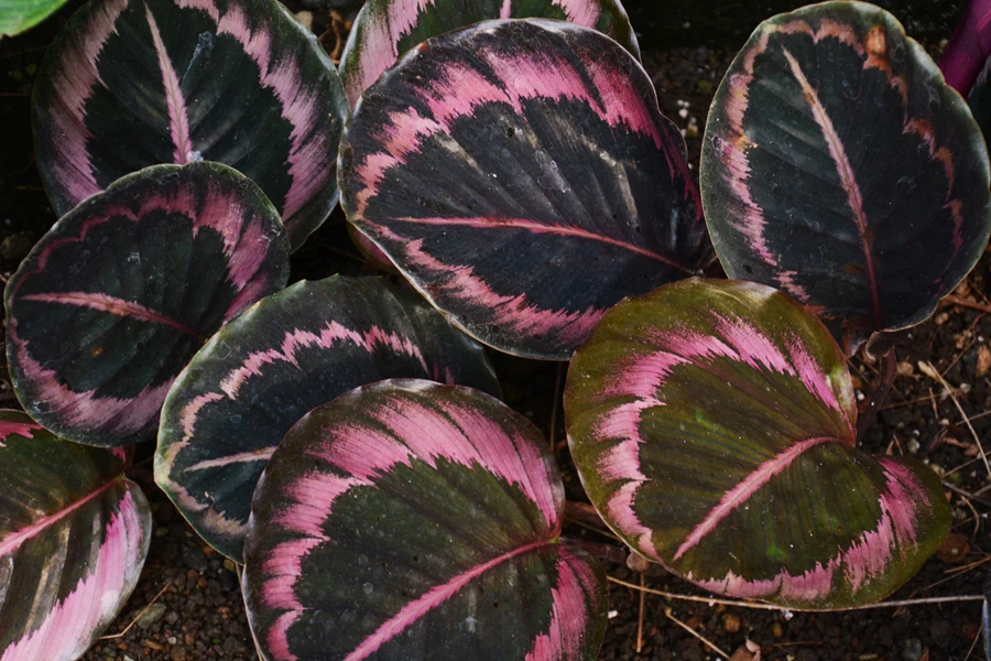 The beautiful foliage of the Calathea pinkstar plant