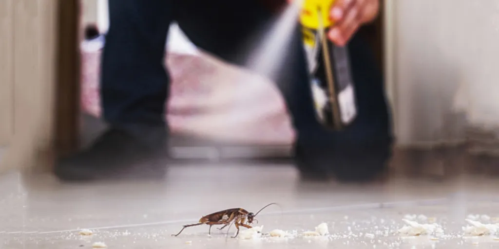 cockroach being killed indoors, aerosol poison spray, insect infestation