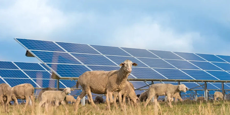 viele Solarstromanlagen mit grasenden Schafen