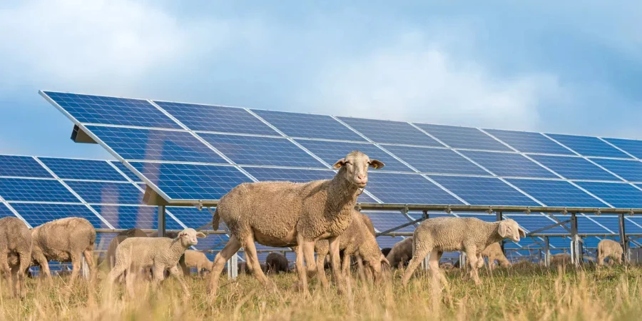 many solar power panels with grazing sheep