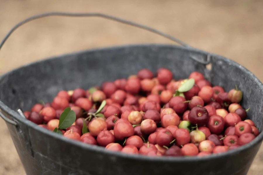 A bucket of red apples