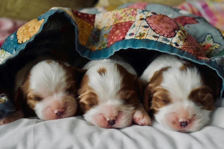 A group of puppies under a quilt