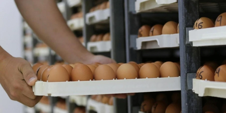 A person holding a tray of eggs