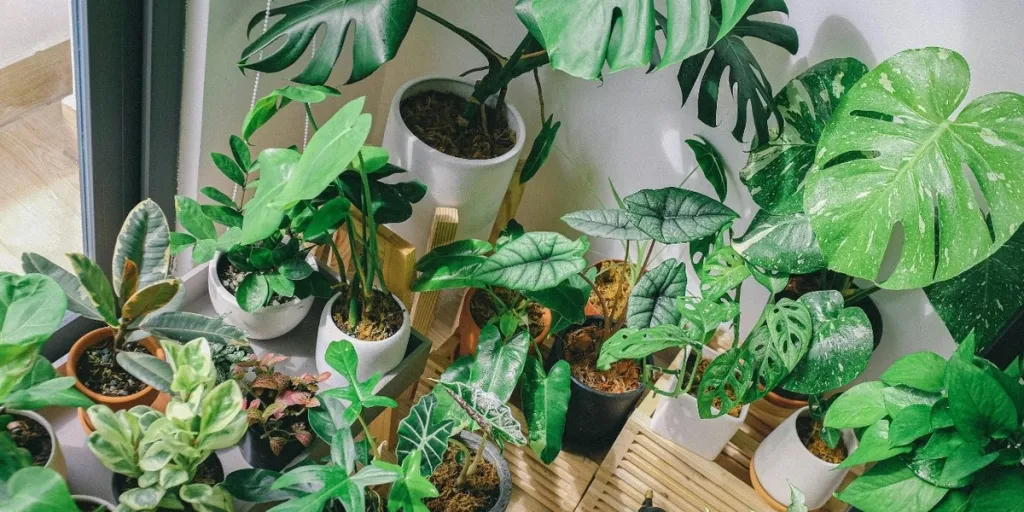 Different types of indoor plants near a window