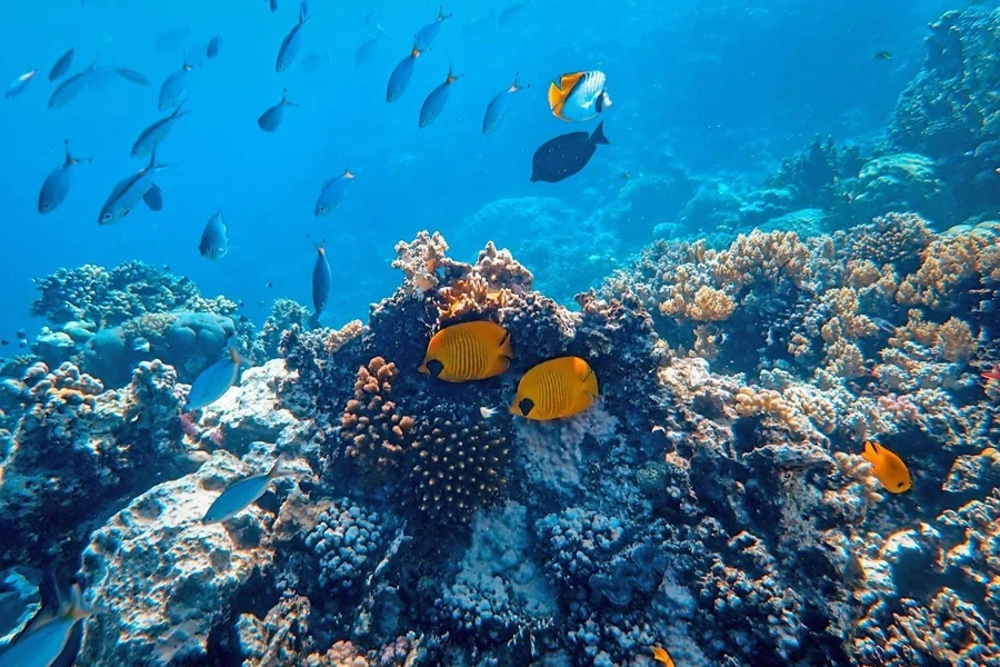 Fish swimming over coral reefs