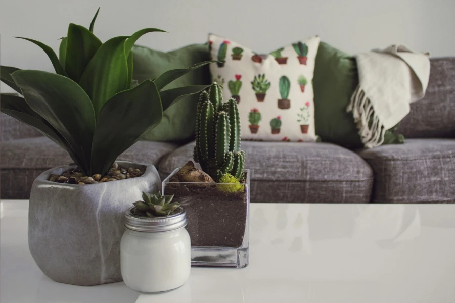 Modern living room featuring potted plants, cactus decor, and a cozy sofa