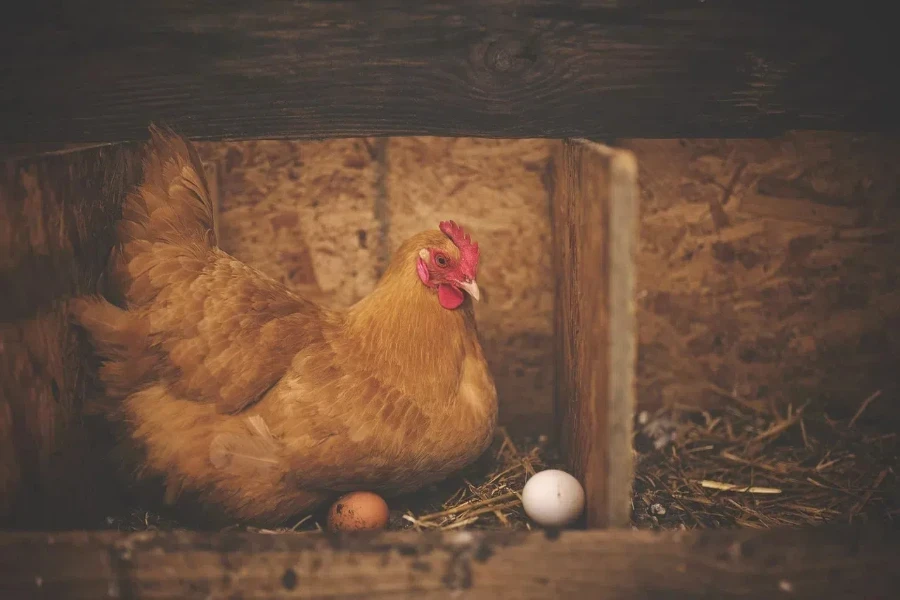 A hen sitting on two eggs