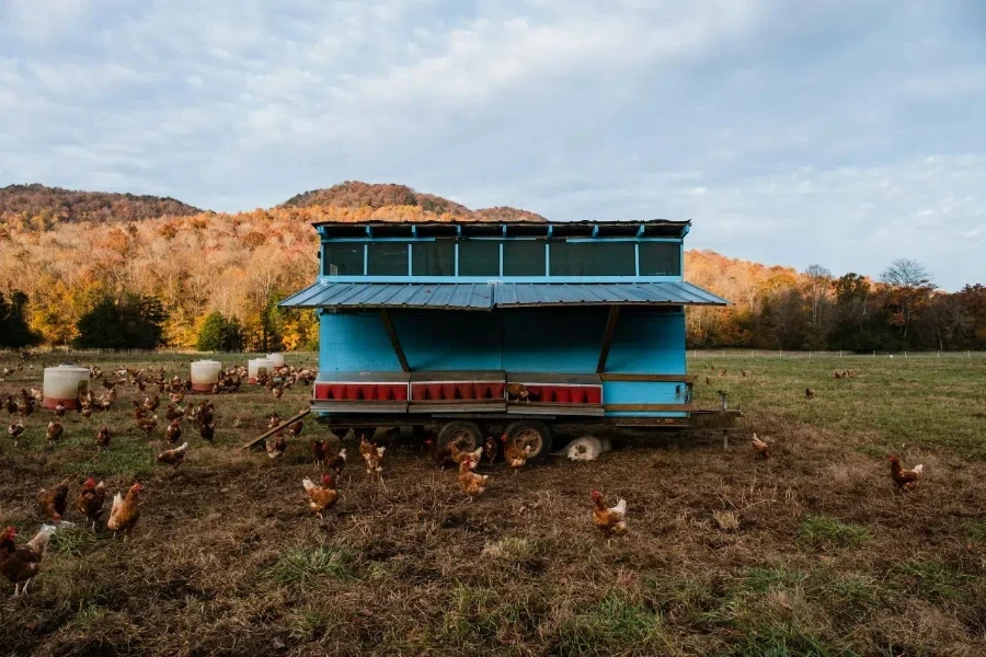 A movable coop with chickens surrounding it