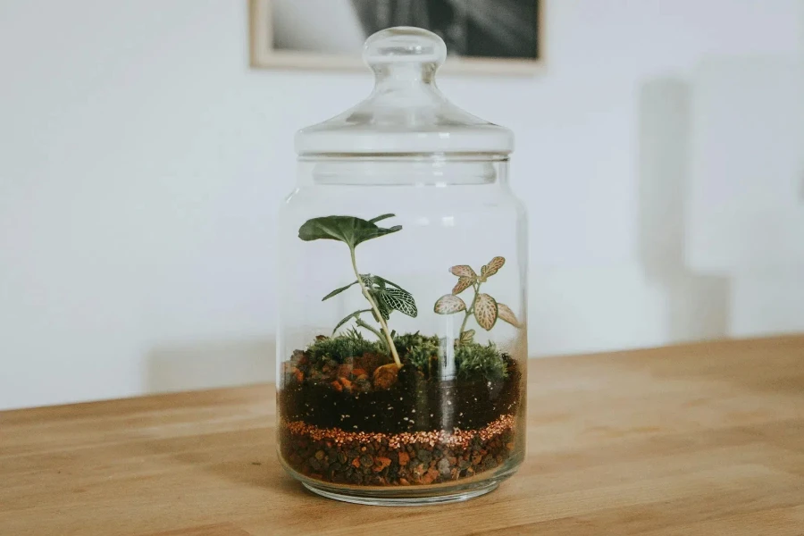 closed terrarium inside a jar