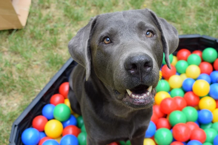 dog, ball, pet