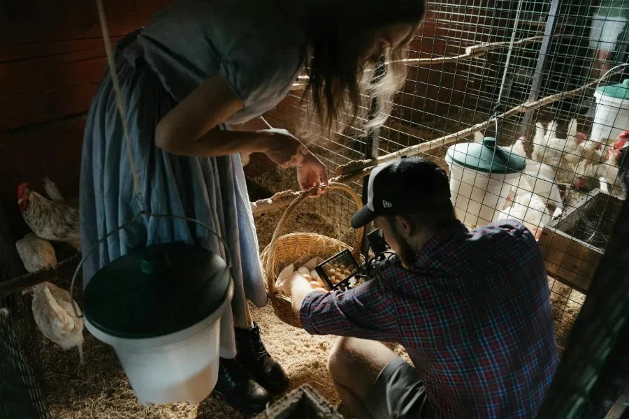 Man in blue inspecting eggs inside a coop