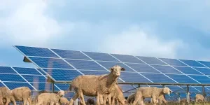 many solar power panels with grazing sheeps