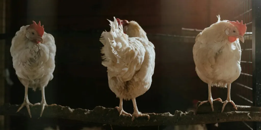 Three white chickens on brown soil