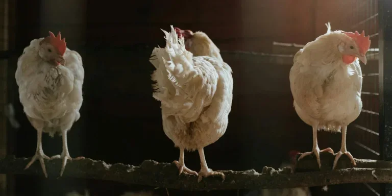 Три белых цыпленка на коричневой земле