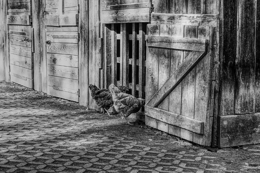 Two chickens inside a dutch coop