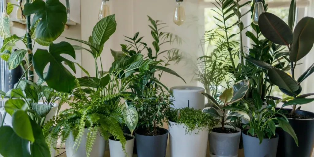 Assortment of indoor greenery in planters