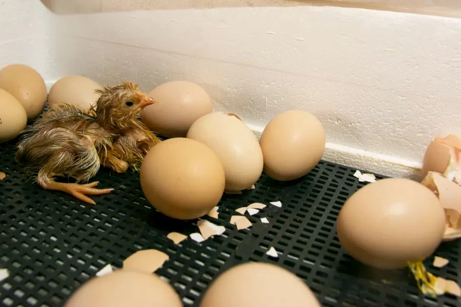 Chickens hatched in an incubator