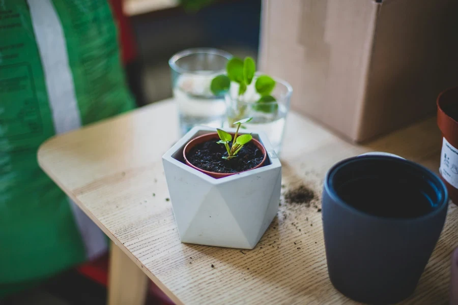 Plant in small white flower pot