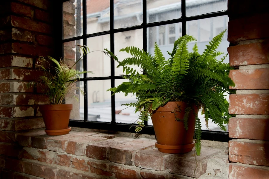 Window ledge with greenery in clay pots