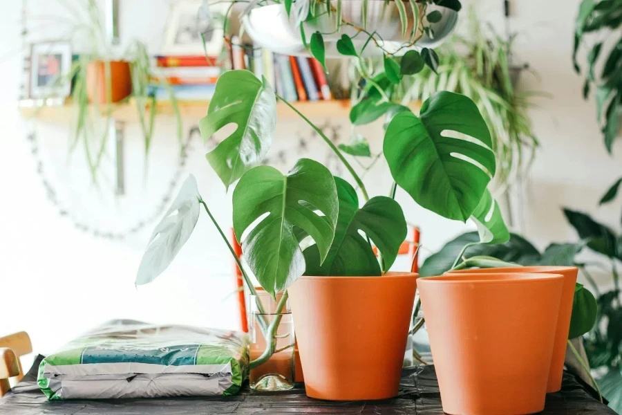 brown ceramic pots with green plants on a table