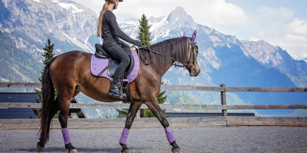 horse, girl, riding lessons