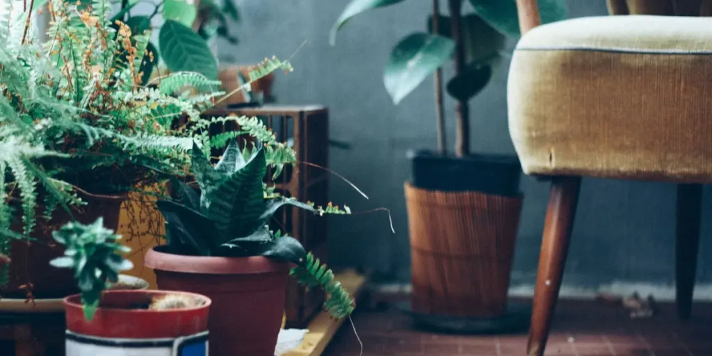 Indoor plants with green fern and succulent