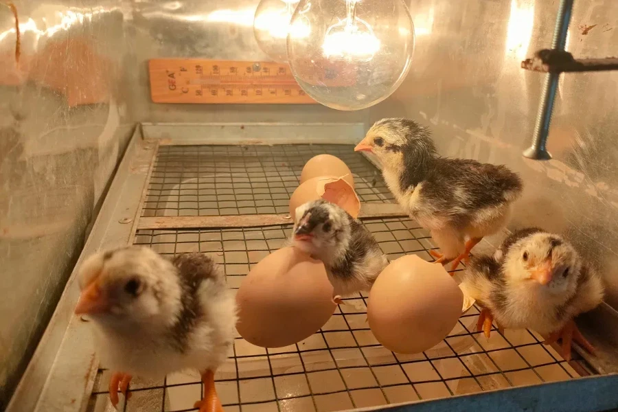 newly hatched chicks using an incubator