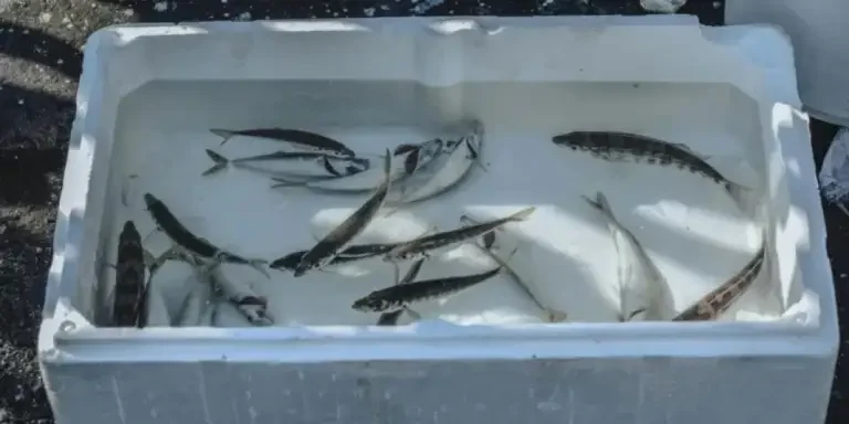 Reseña y análisis del refrigerador más vendido de Amazon