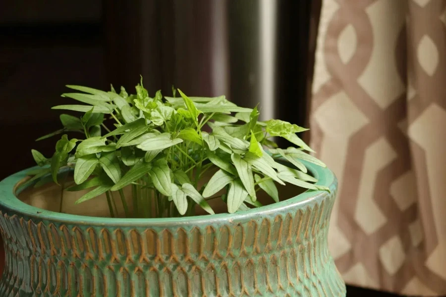 sprouting green plant in a pot in front of window