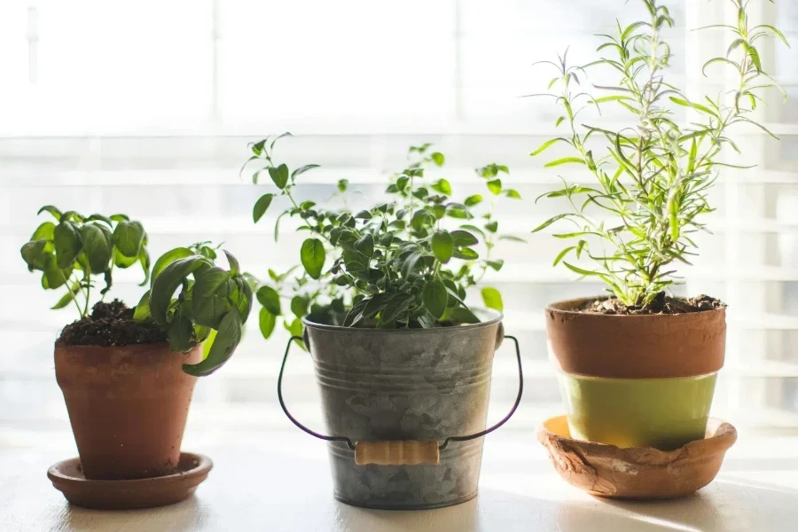 two clay potted plants with one recycled bucket pot