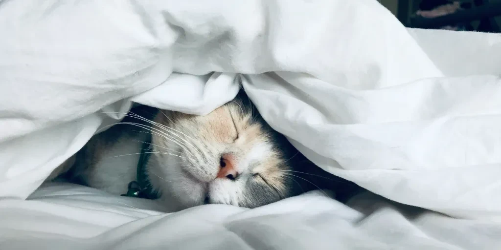 A cat sleeping in bed