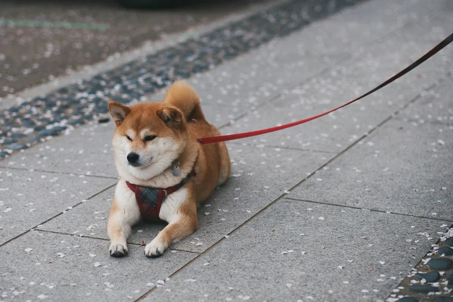 A dog lying on a leash