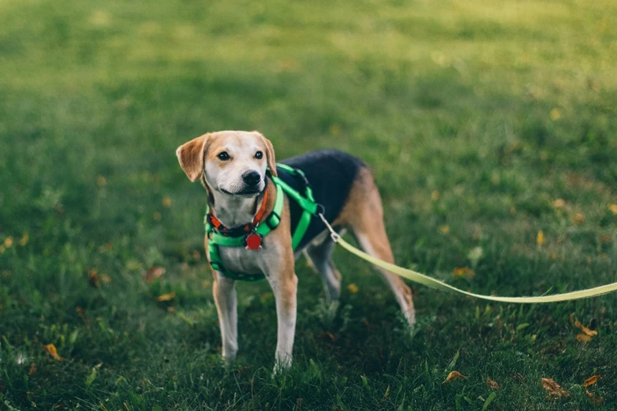 A dog on a leash