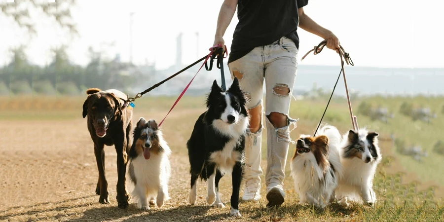 A person walking dogs on leashes