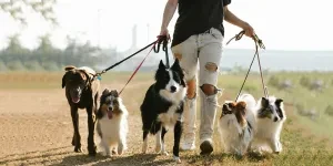 A person walking dogs on leashes