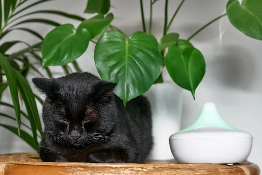 Black cat next to a cat diffuser