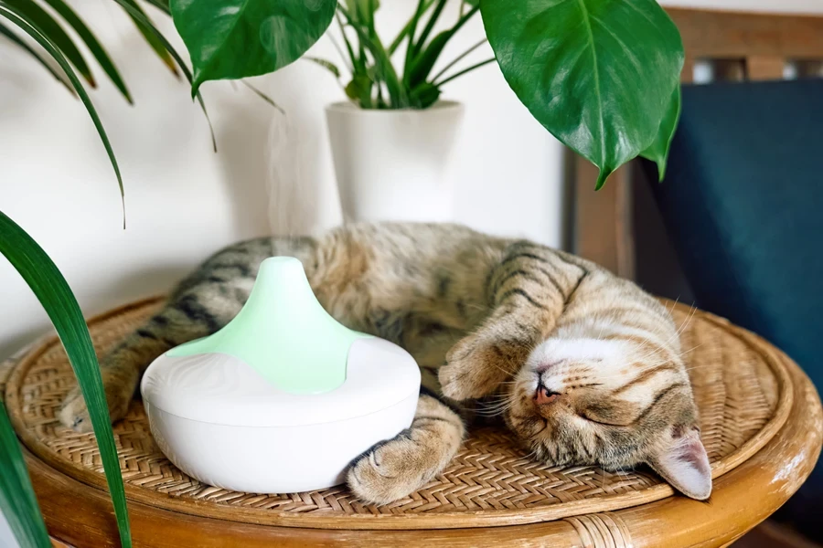 Cat sleeping next to an aroma diffuser