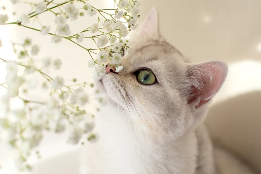 Close up of a cat sniffing flowers