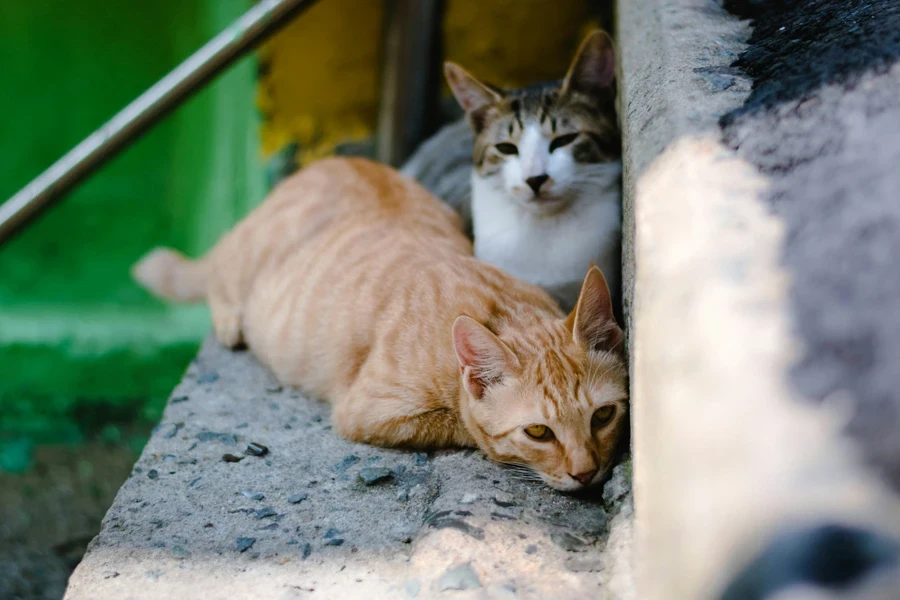 Two cats sitting on steps