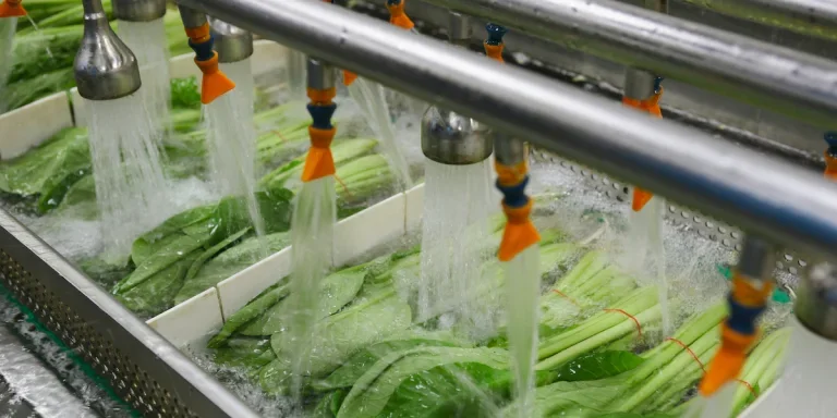 A close-up of leaf vegetables being sprayed on a washing conveyor belt