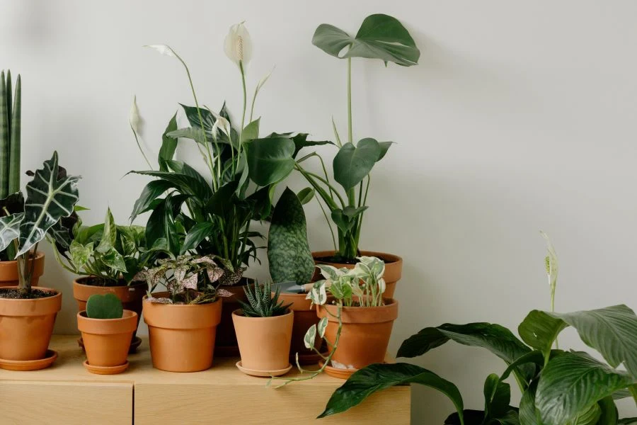 A collection of clay flower pots with plants