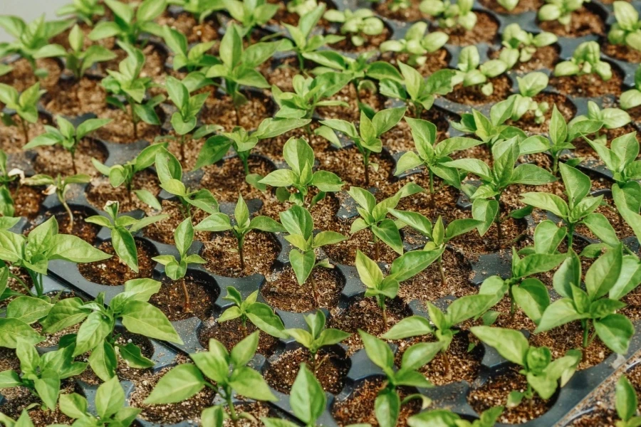 Primer plano de plantas verdes en crecimiento