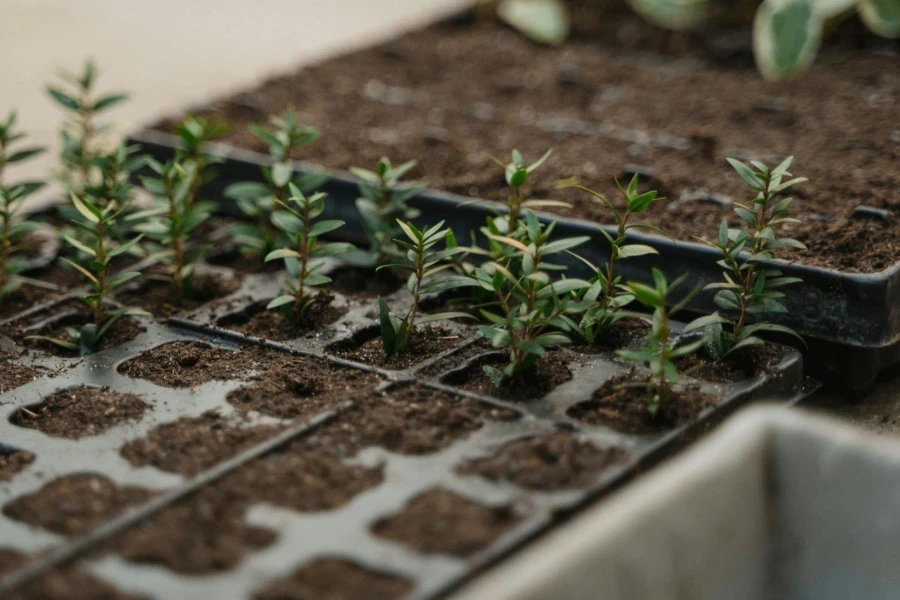 Plantas verdes en suelo marrón