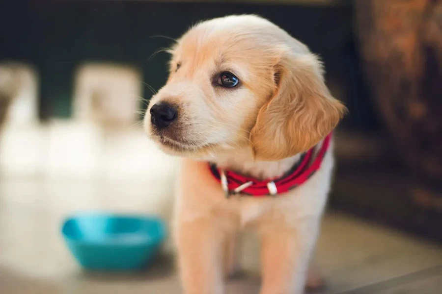 A puppy wearing a red collar around his neck