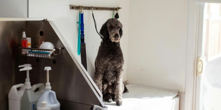 A Dog in a Pet Salon