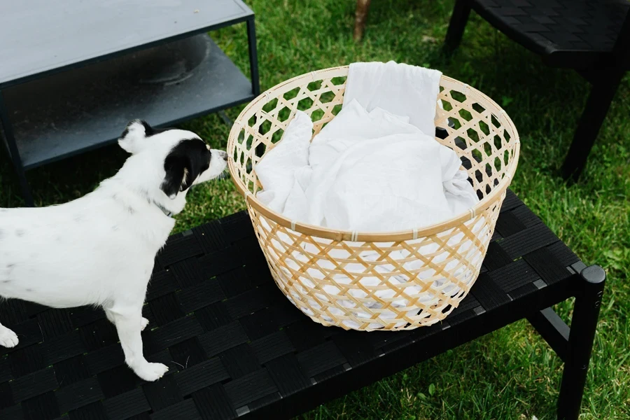A dog looking at a laundry basket