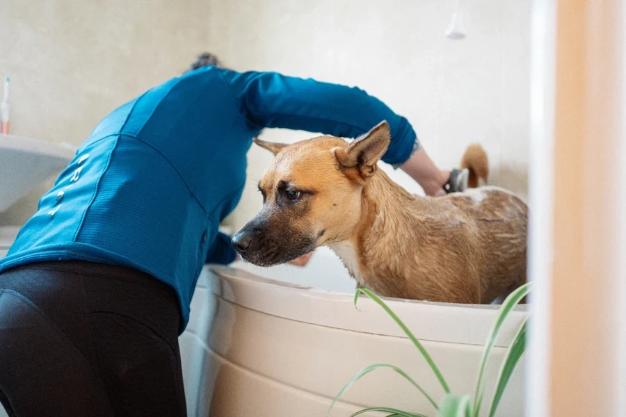 A person cleaning a dog