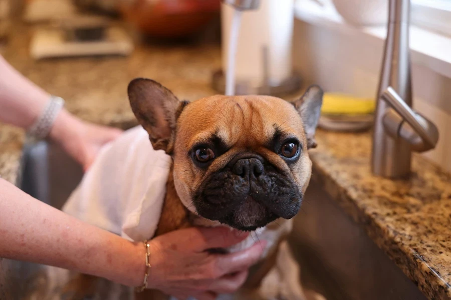 A person cleaning a dog